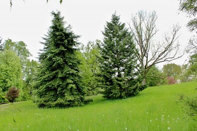 Pseudotsuga menziesii - douglaska tisolistá - jarní habitus (94)